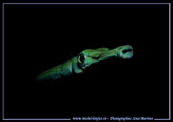Just back from my holidays :O) - Face to face with this b... by Michel Lonfat 